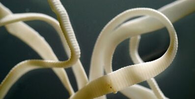 plochý parazit z lidského těla